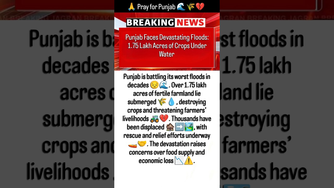 Punjab Floods 2025 🌊 | 1.75 Lakh Acres Farmland Submerged 😔 #PrayForPunjab #PunjabFloods #shorts