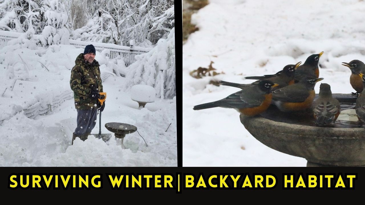 Winter Backyard Birds in a Certified Wildlife Habitat | Heated Birdbath & Winter Survival