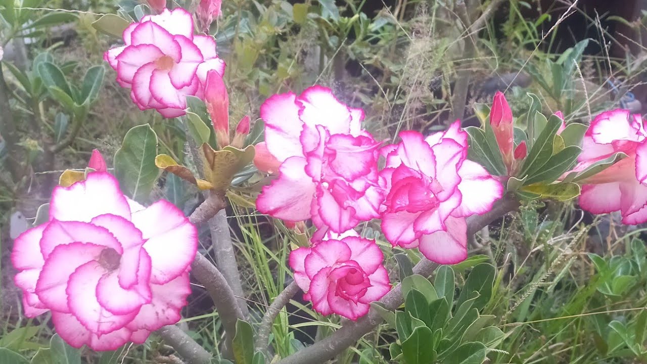 @rosadodeserto 🌺@flores 