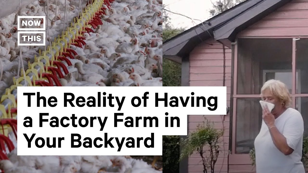 Hotline Helps Low-Income Communities Fight Factory Farms