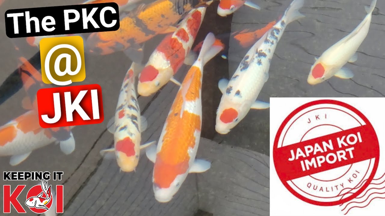 The Peterborough Koi Club Event At Japan Koi Imports for a £200 Koi Giveaway