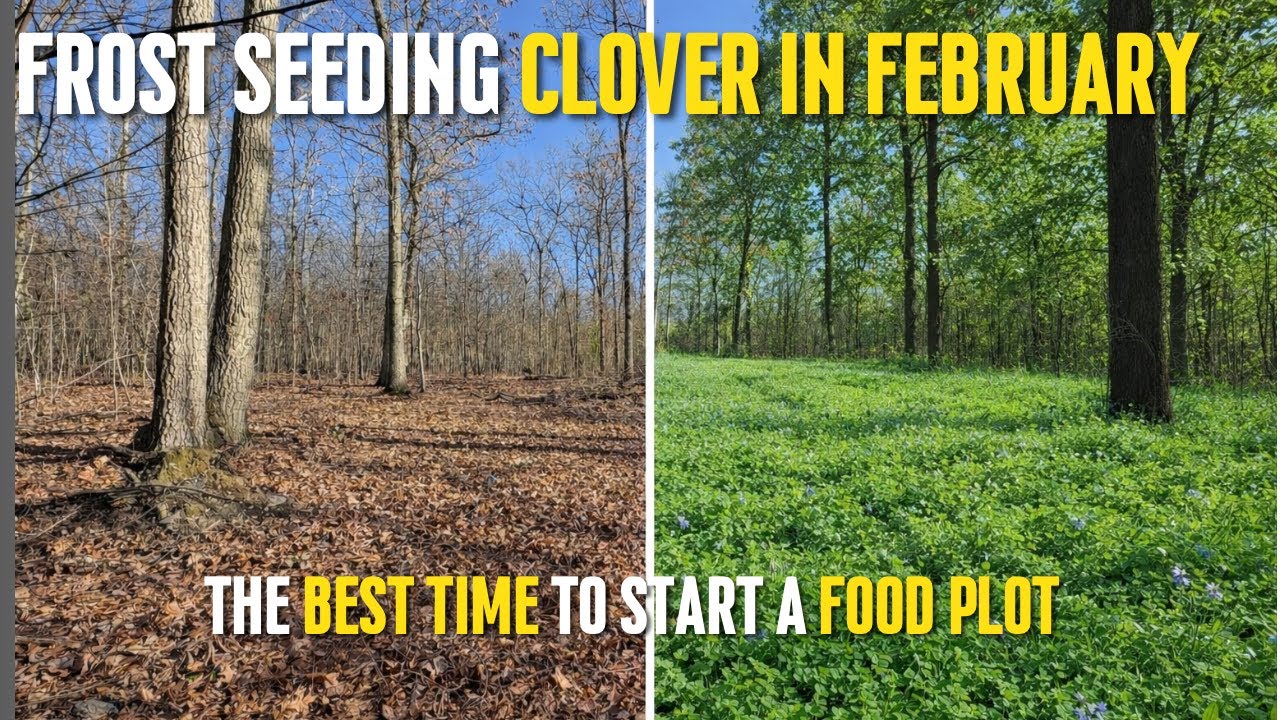February Frost Seeding Clover | First-Year Food Plot Strategy