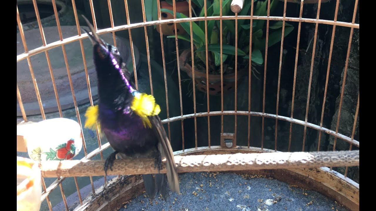 Hút mật tía ô vừa múa vừa hót (quay cận cảnh) - clip 2