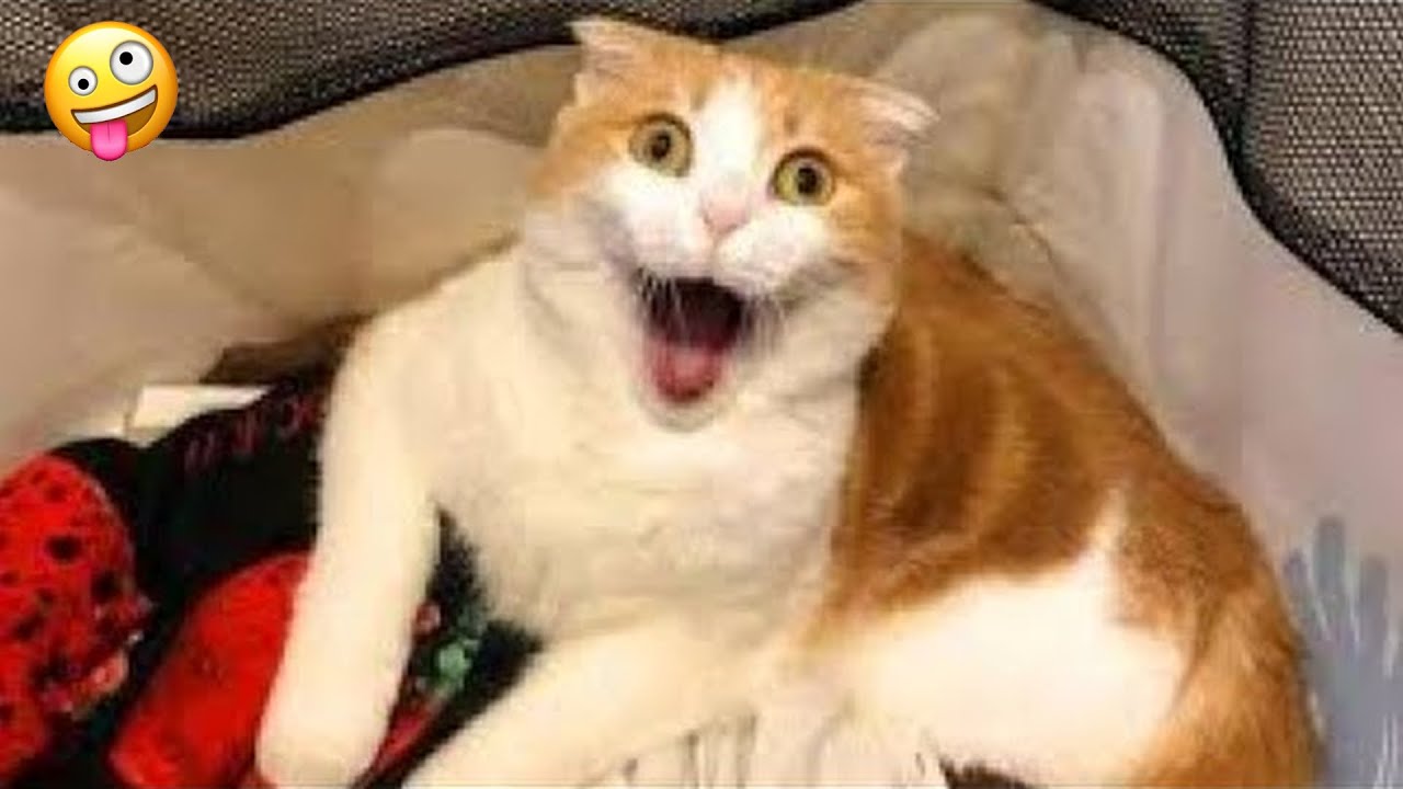 So Funny! Funniest Cats and Dogs 2024🤔New Funny Animals 2024😹🐕 part81