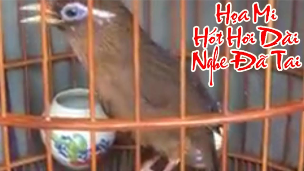 Họa Mi Hót Dài Hơi – Nghe Đã Tai Cả Ngày