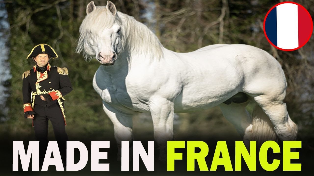 5 FAMOUS French Horse Breeds That Will Blow Your Mind!!