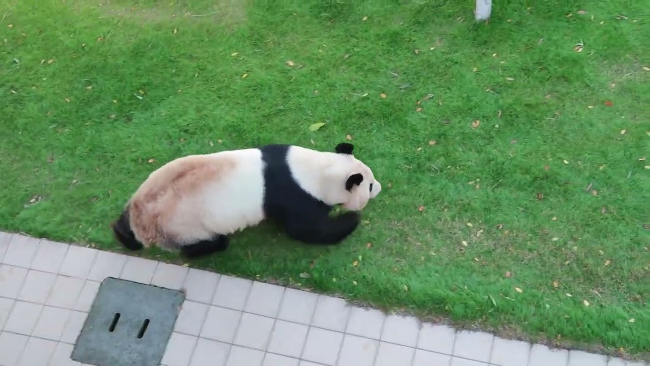 #2-6 Dec 2024 Rauhin at Adventure world, Japan