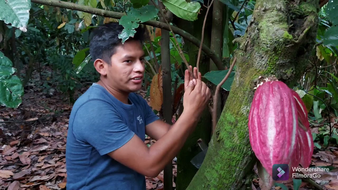 Acodo aéreo en Cacao, propagación de plantas Universidad Rafael Landívar.