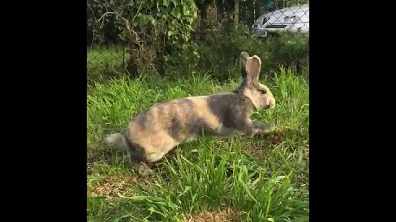 Slow motion binky compilation