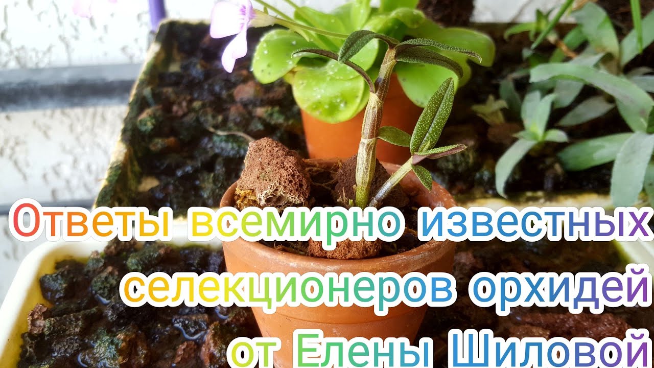 Дендробиум Cuthbertsonii(Катбертсона) -советы известных орхидеистов