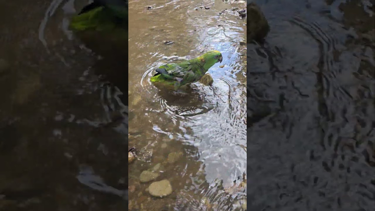 A lora Pepis le encanta el R&iacute;o #r&iacute;os #naturaleza #loros #aves #mascotas