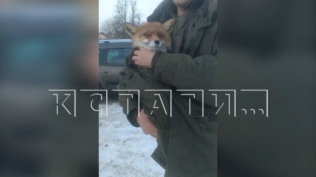 Пытаясь на кладбище спасти лису, затравленную псами, могильщики влили в нее полбутылки водки