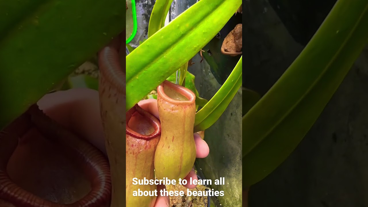 Nepenthes Ventricosa is a great beginner plant! #shorts