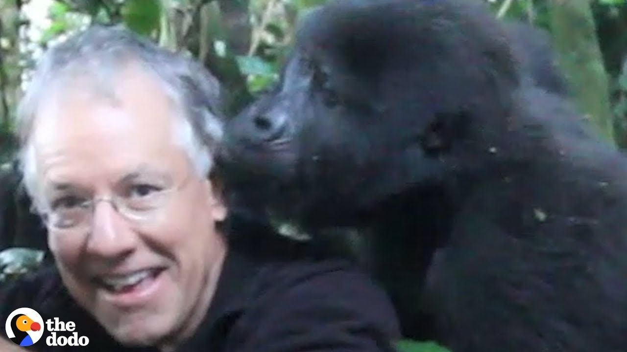 Man Kissed By A Wild Gorilla | The Dodo