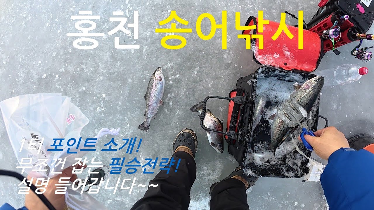홍천 송어 낚시 입장 포인트 부터 방류타임 잡는 방법 마지막 포인트 공개까지!