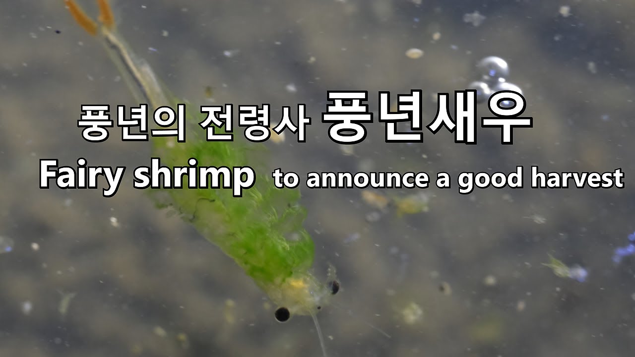 풍년을 부르는 풍년새우 -  Fairy shrimp, Anostraca  to announce a good harvest