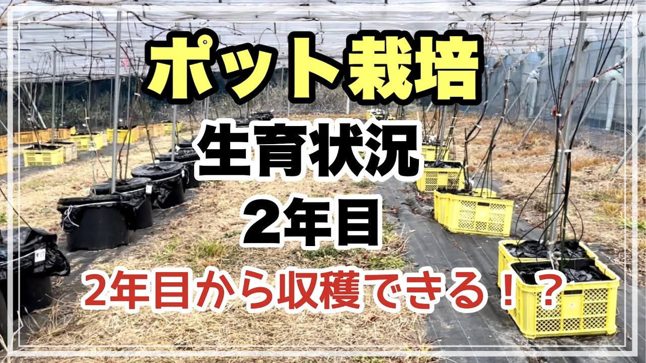 ポットとコンテナ栽培の２年目の生育状況