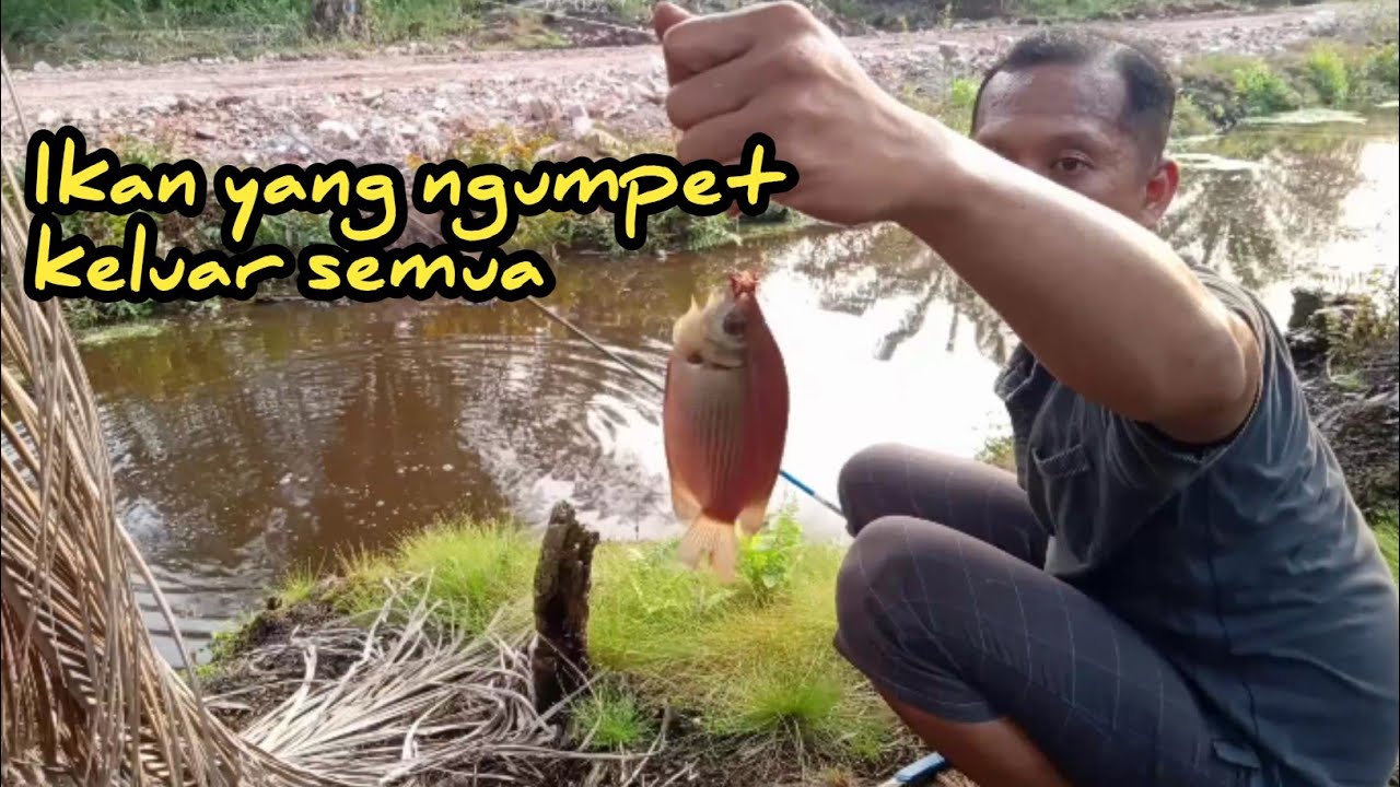 REKOR TERBARU !!! Mancing ikan Tembakang sehabis di guyur Hujan satu malam ll Umpan Buah Sawit