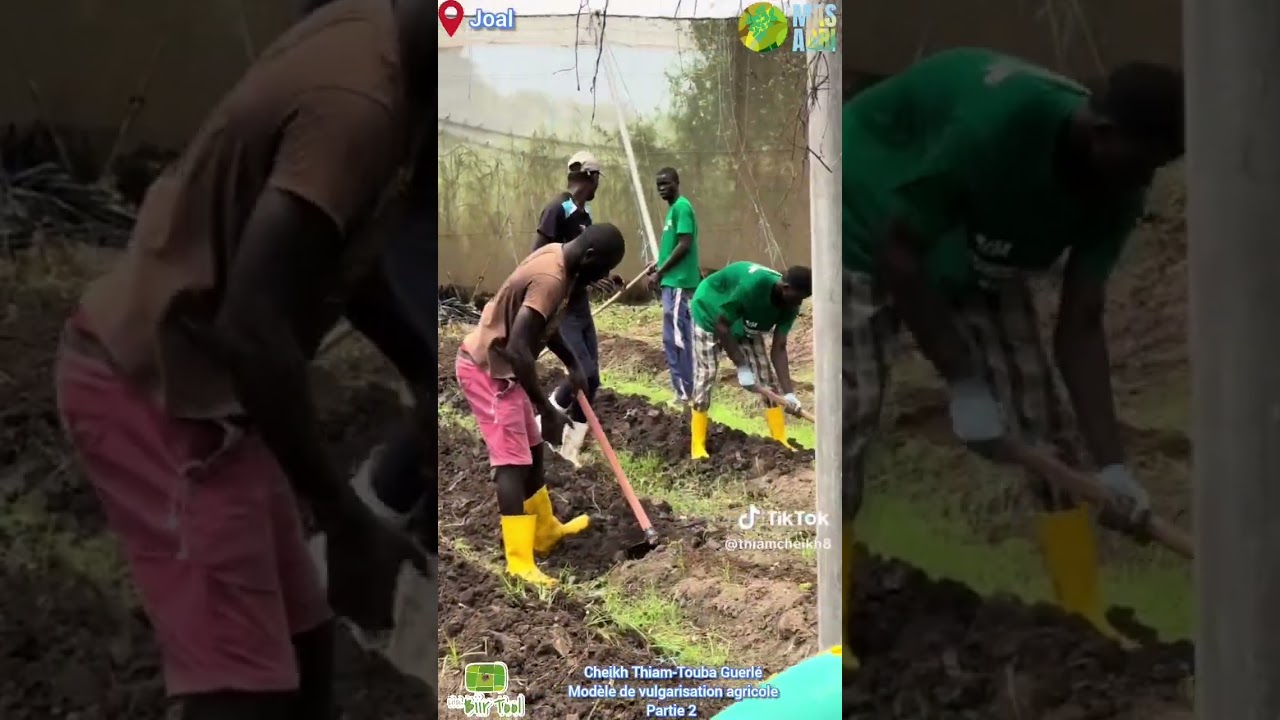 Li ci biir tool / Cheikh Thiam-Touba Guerlé Modèle de vulgarisation agricole. Partie 2