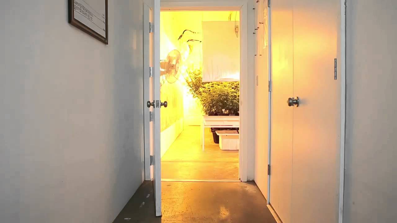 Cannabis grower and dispensary owner Shane McKee