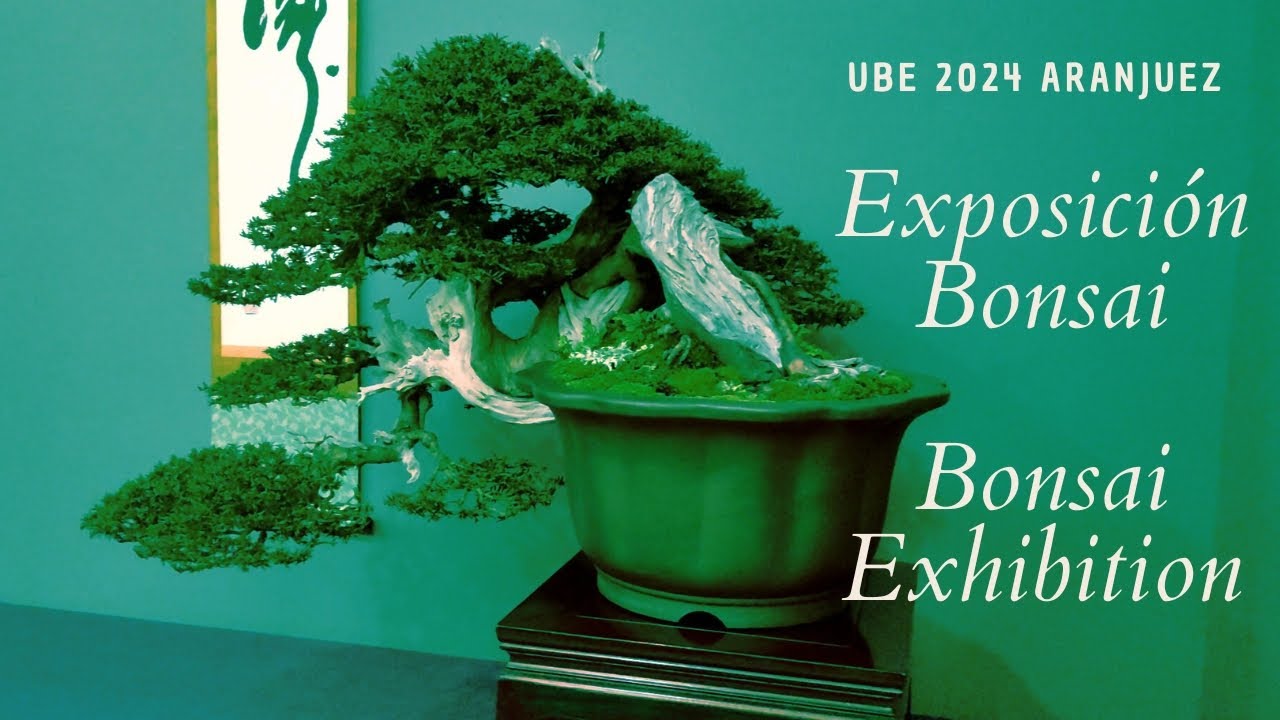 UBE 2024 Exposición bonsai - Bonsai exhibition Spain #bonsaitree