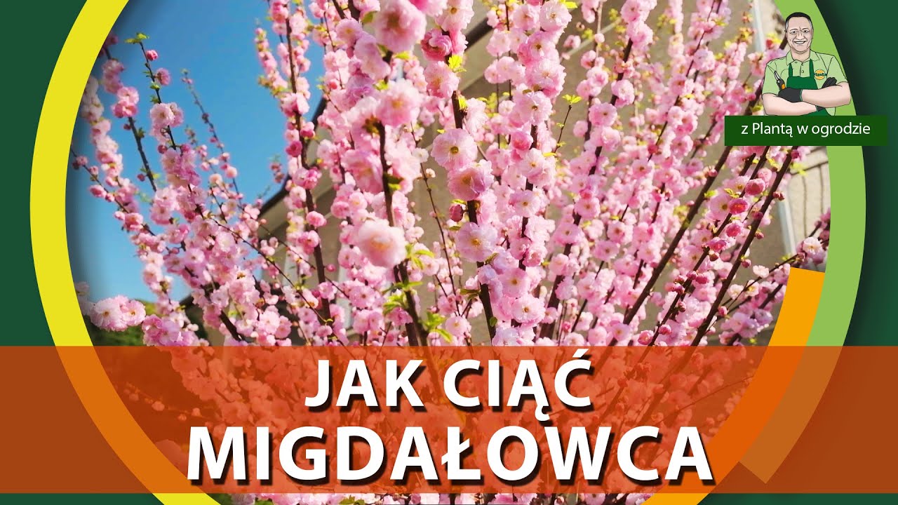 Cięcie migdałowca trójklapowego - Z PLANTĄ W OGRODZIE
