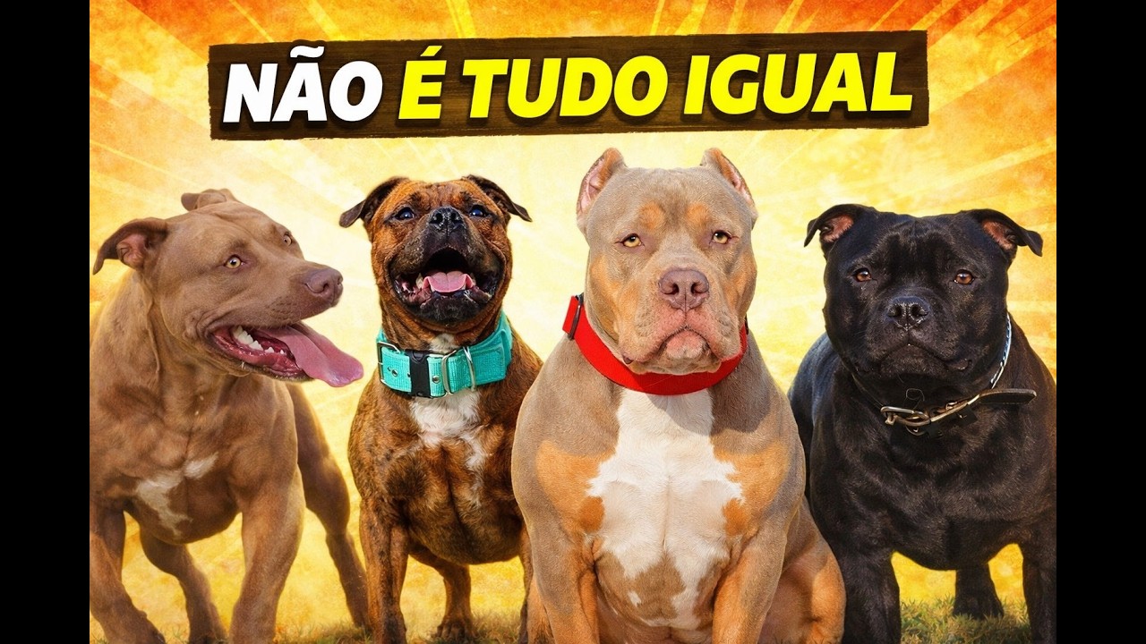 PIT BULL não é tudo igual: Conheça os PRINCIPAIS TIPOS