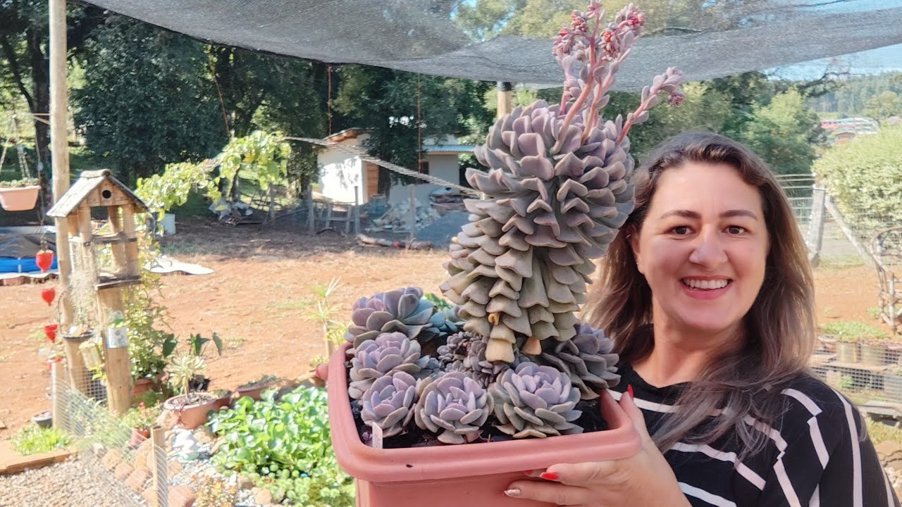 CHEGOU A HORA DE FAZER A MANUTENÇÃO NO VASO DA NOSSA ECHEVERIA CUBIC FROST. VEM VER COMO FICOU.