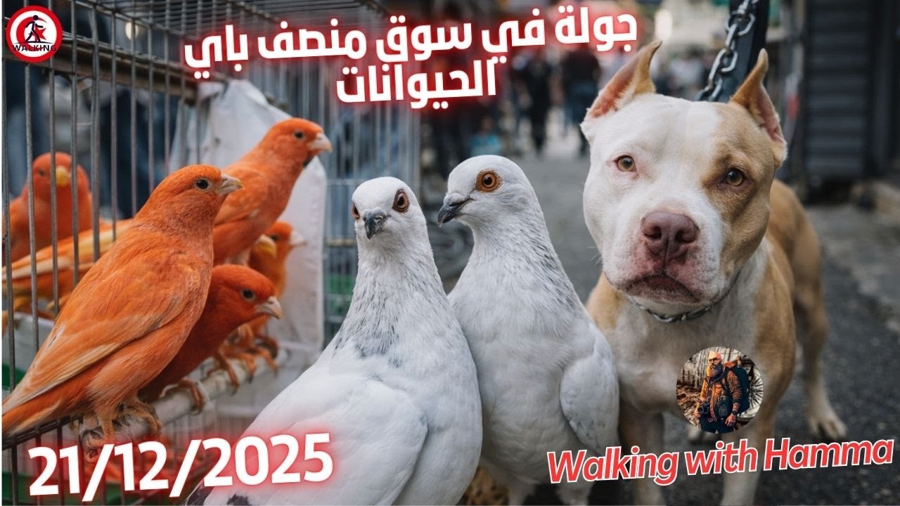 جولة في منصف باي سوق الحيوانات  21/12/2025 (  Moncef Baye animal market)