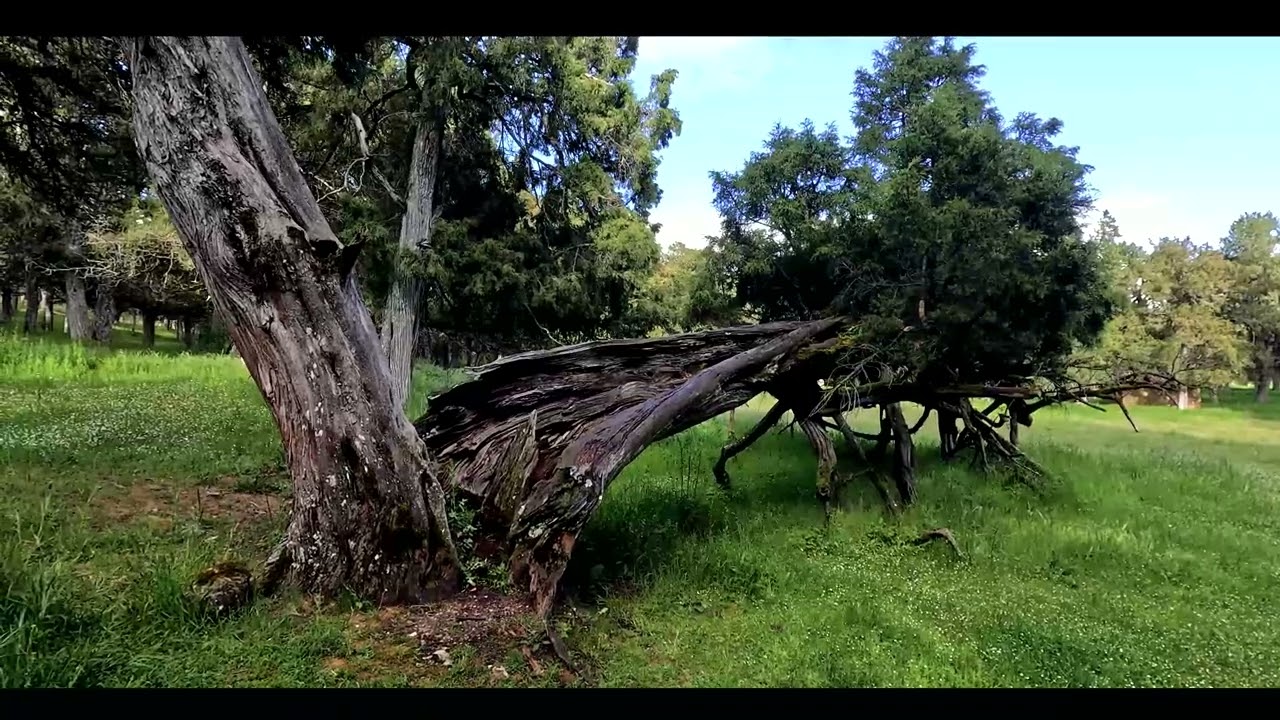 finde en Calatañazor