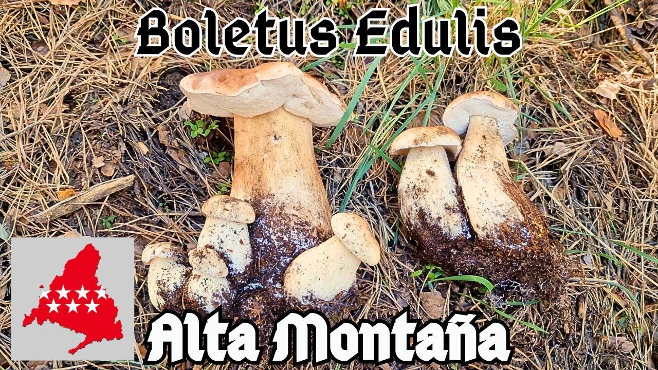 Primeros BOLETUS EDULIS en Alta Monta&ntilde;a + B.Aereus y A.Caesareas en Com. de MADRID (6 Octubre 2023)