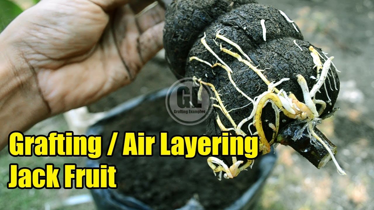 How To Grafting Air Layering JackFruit