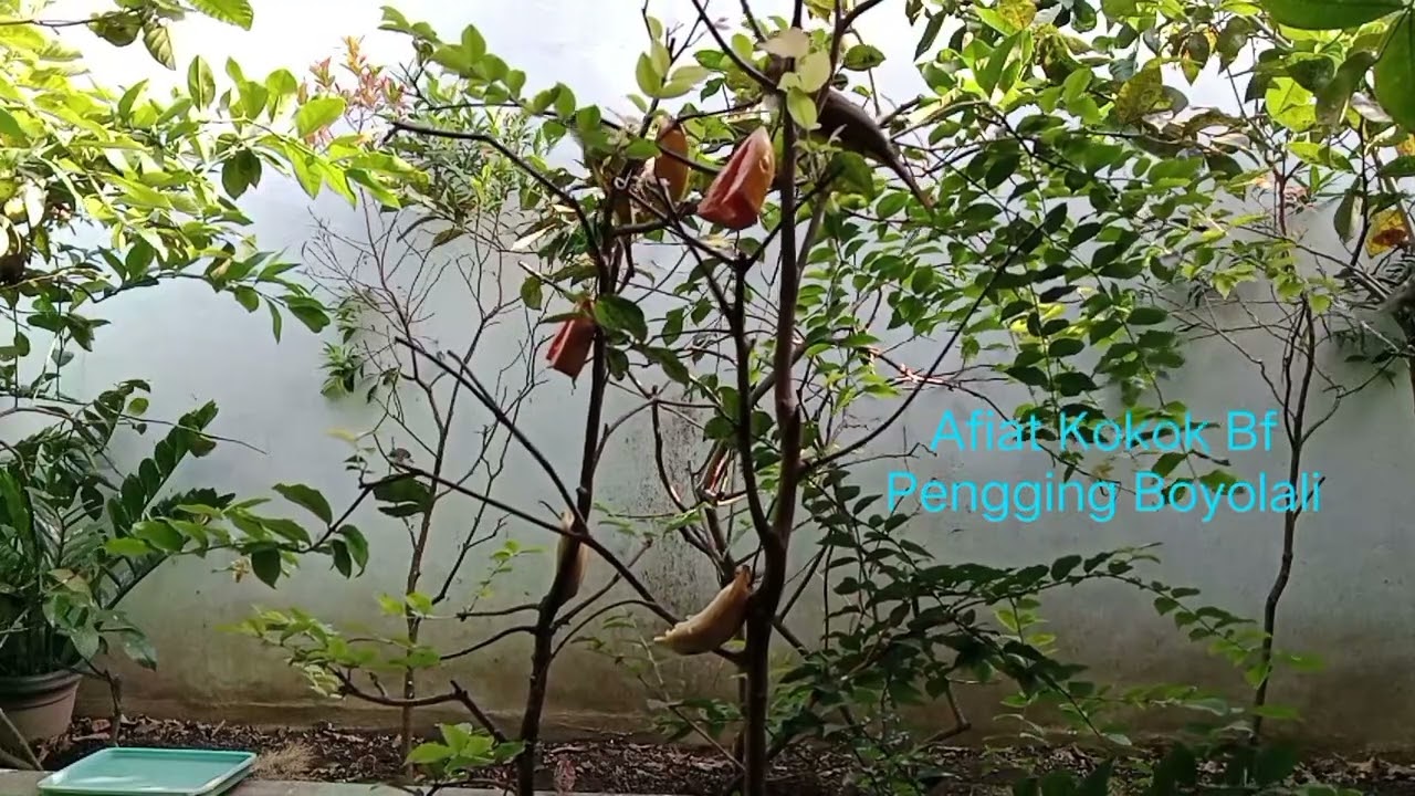 Aviary dan Koloni Burung Cocok Tempat Pemasteran Murai 
