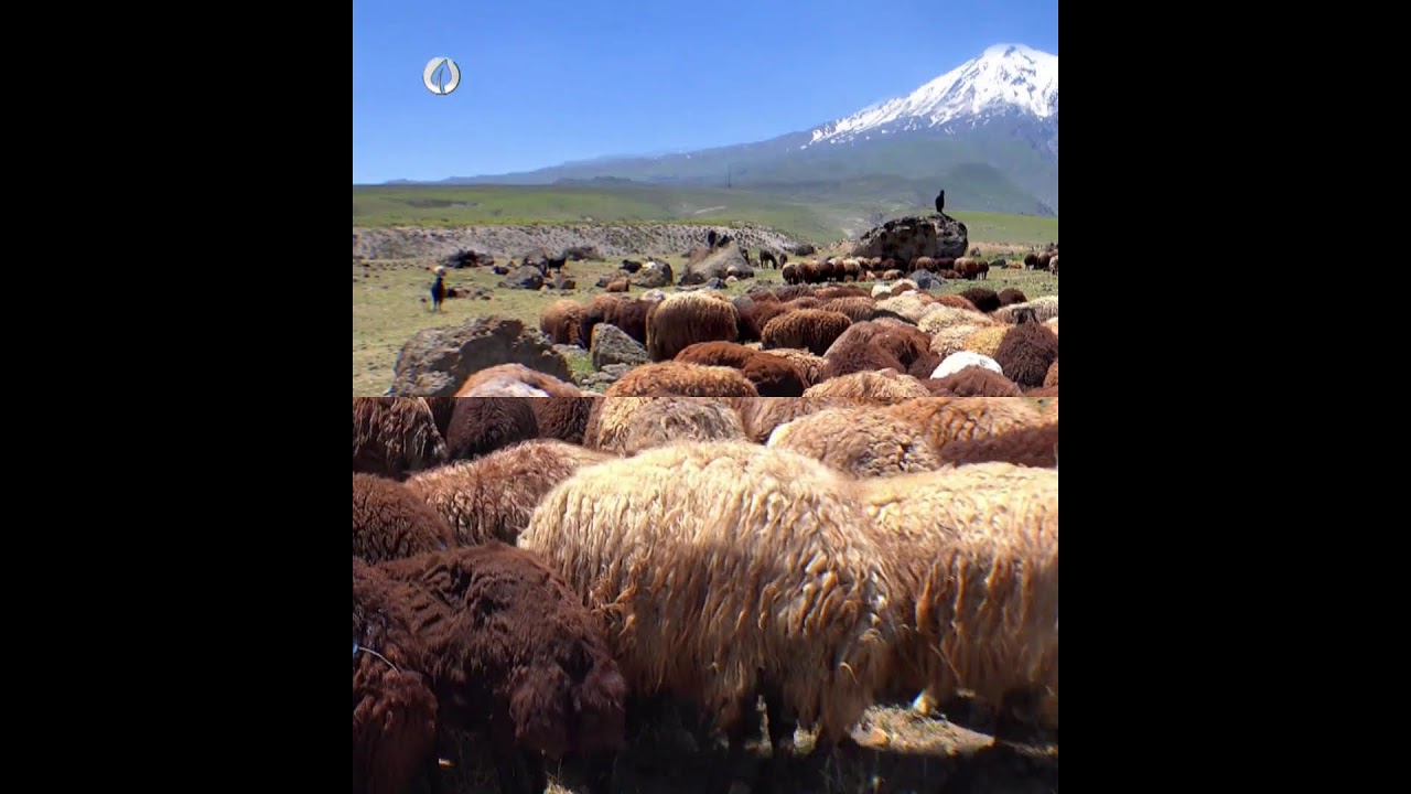 #CANLI AGRO EKONOMİ