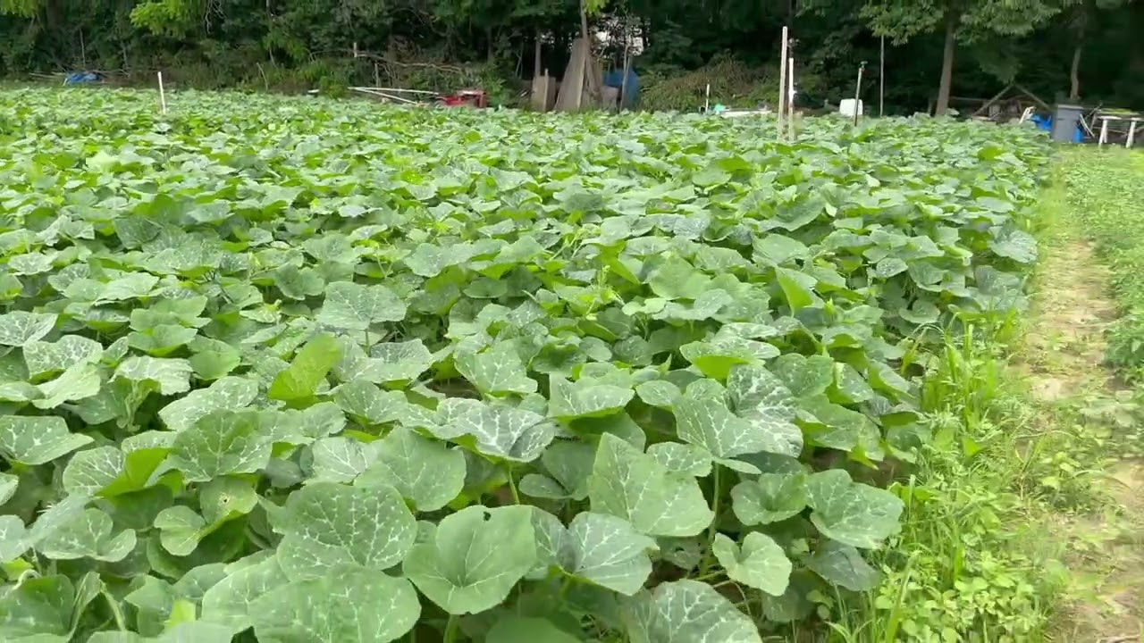 USA Mizo Garden Maian 