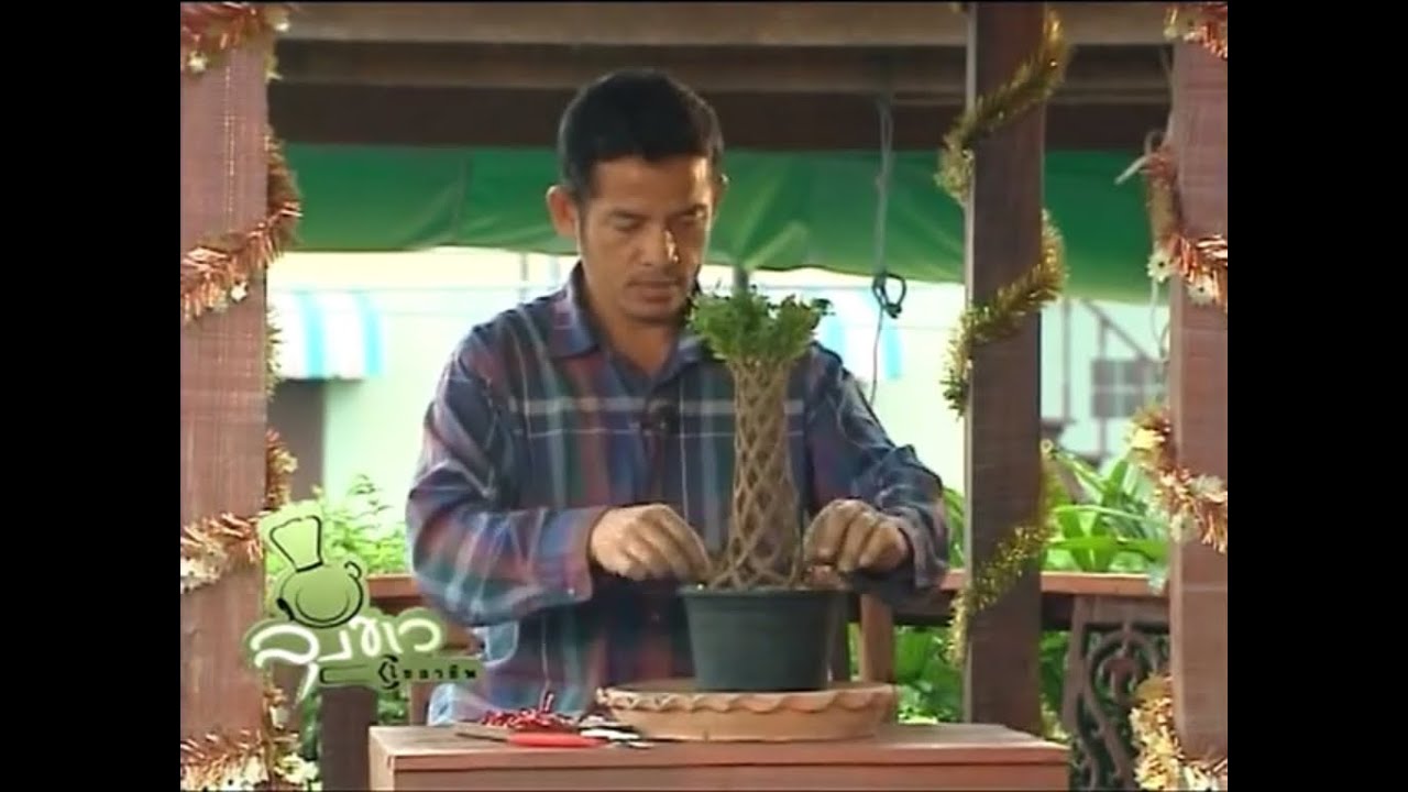 ลุงขาวไขอาชีพ - ต้นไม้ถัก