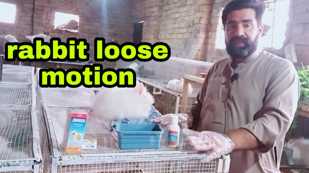 Rabbits loose motion diarrhea treatment||Abbas Rabbits farm Pakistan||Rabbits farming in Pakistan