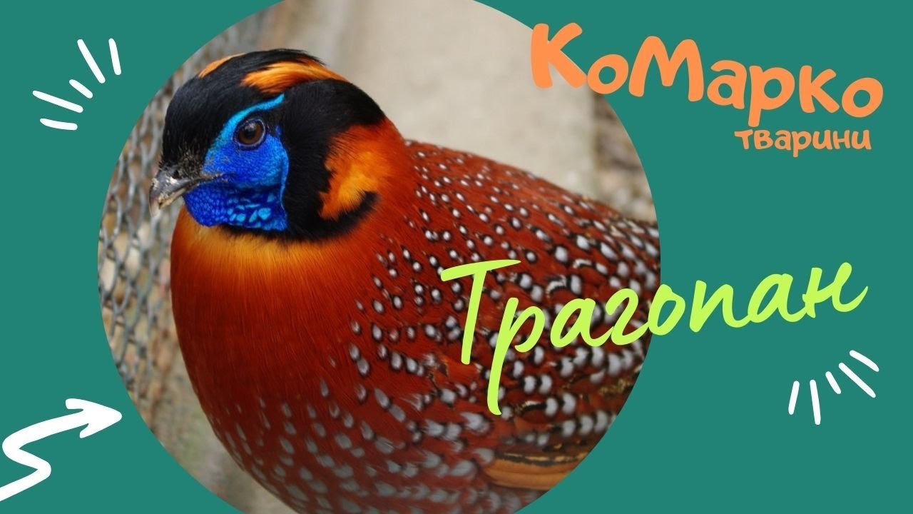 Чорноголовий трагопан. Тварини Гімалаїв  | КоМарко