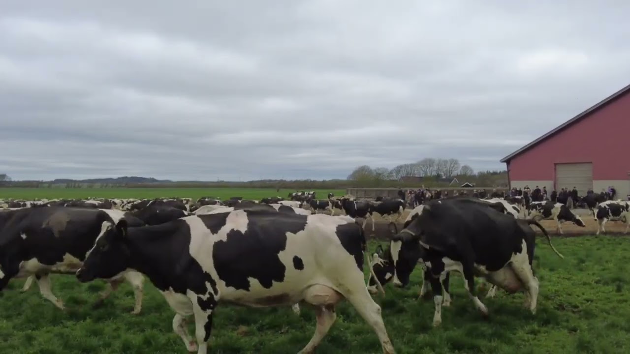 Køerne danser i Høgsted 2025