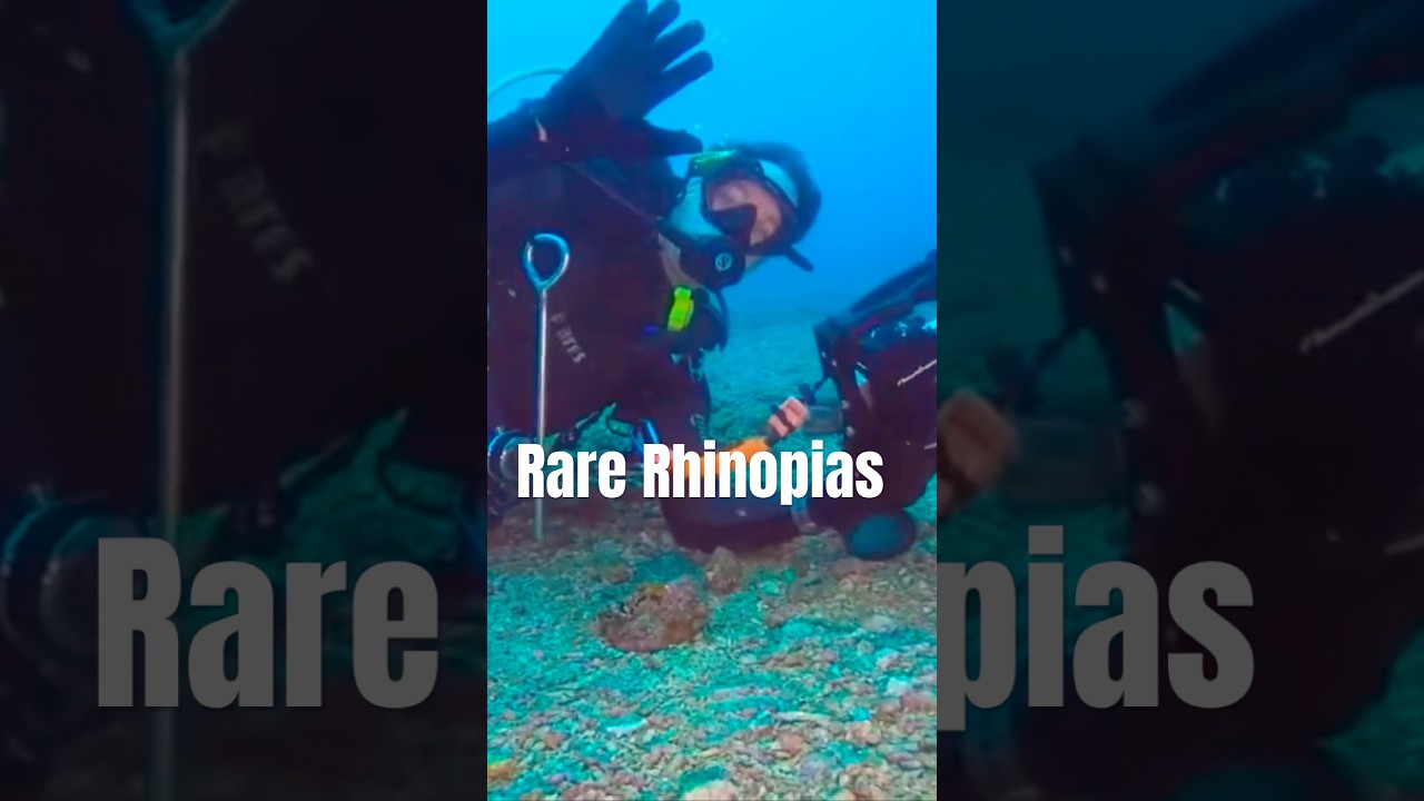 A rare find of 2 Rhinopias in Anilao #scubadiving #rhinopia #anilao #philippines