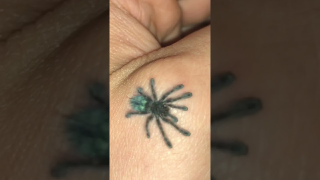 HANDLING Caribena versicolor (Antilles Pinktoe Tarantula) Spiderling! - NukaMedia Exotics USA