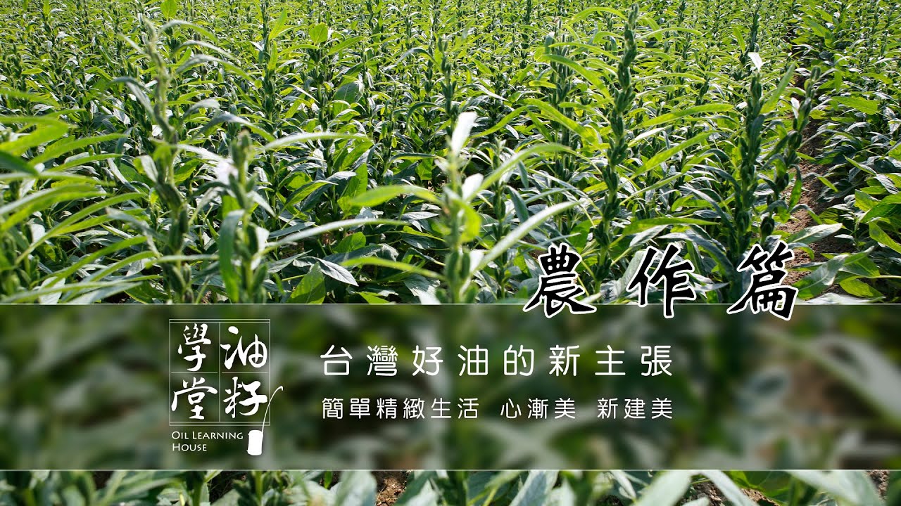 油籽學堂--芝麻農作篇