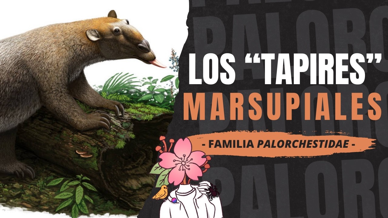 ¿Qué son los PALORQUÉSTIDOS? - Uno de los marsupiales más extraños del Pleistoceno australiano