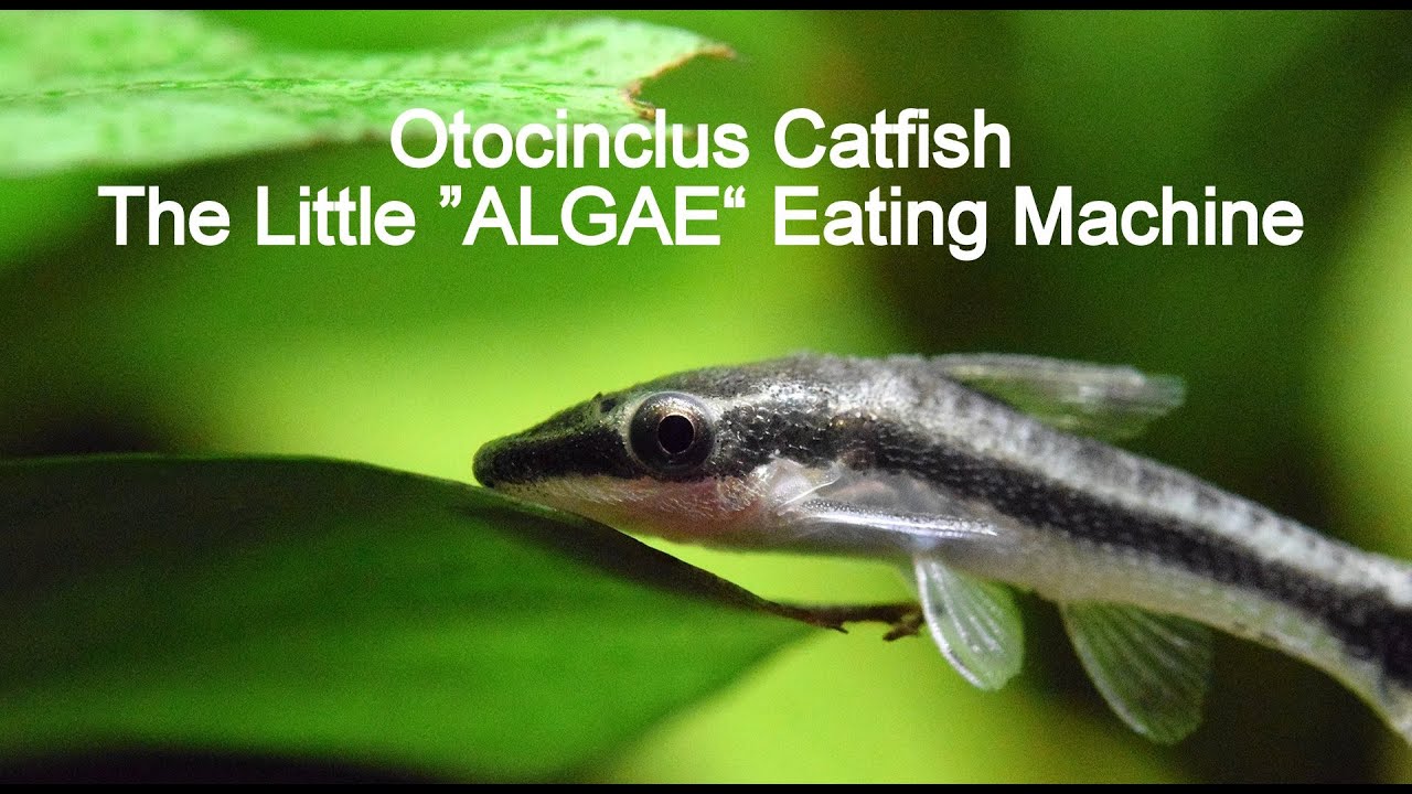 Otocinclus Catfish / The Algae Eating Machine