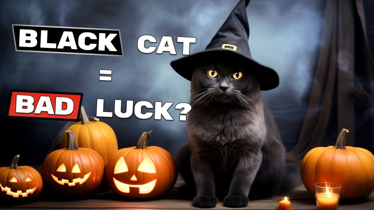 15 Shocking Truths About Black Cats That Will Change Your Mind