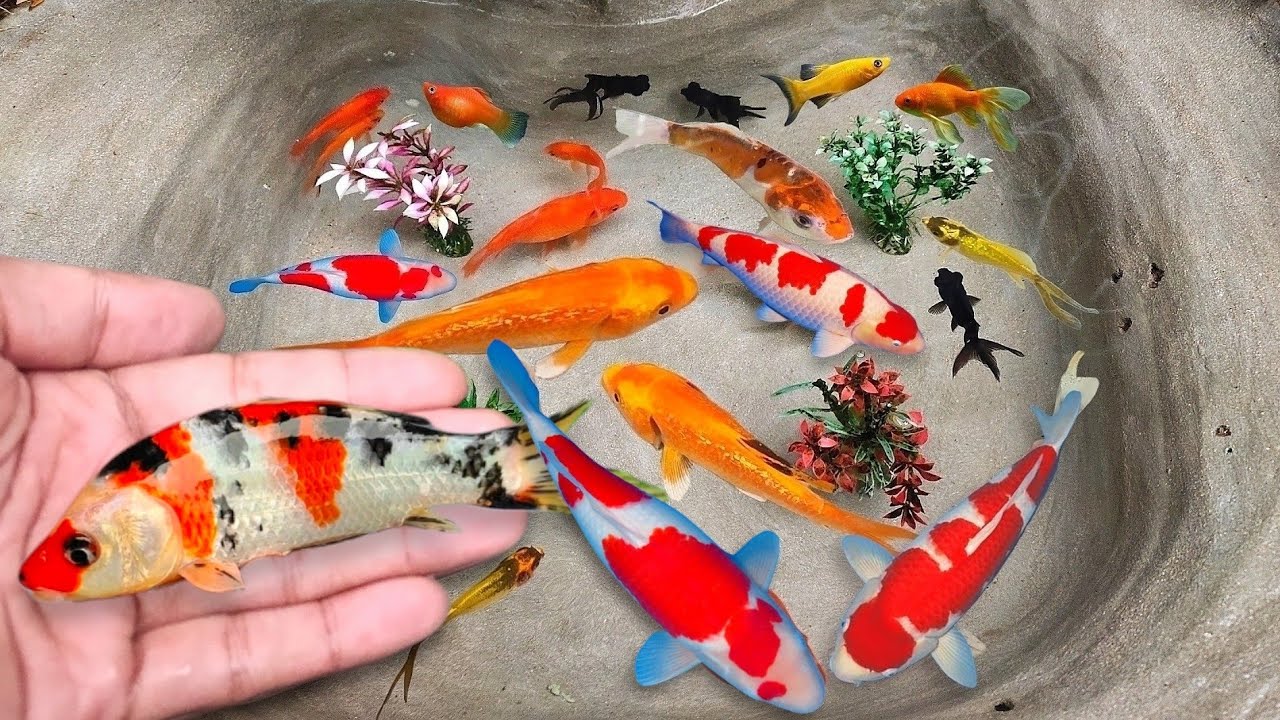 Serok ikan hias warna-warni, ikan koi warna, ikan mas koki, ikan komet, ikan gurami, kurakura brazil