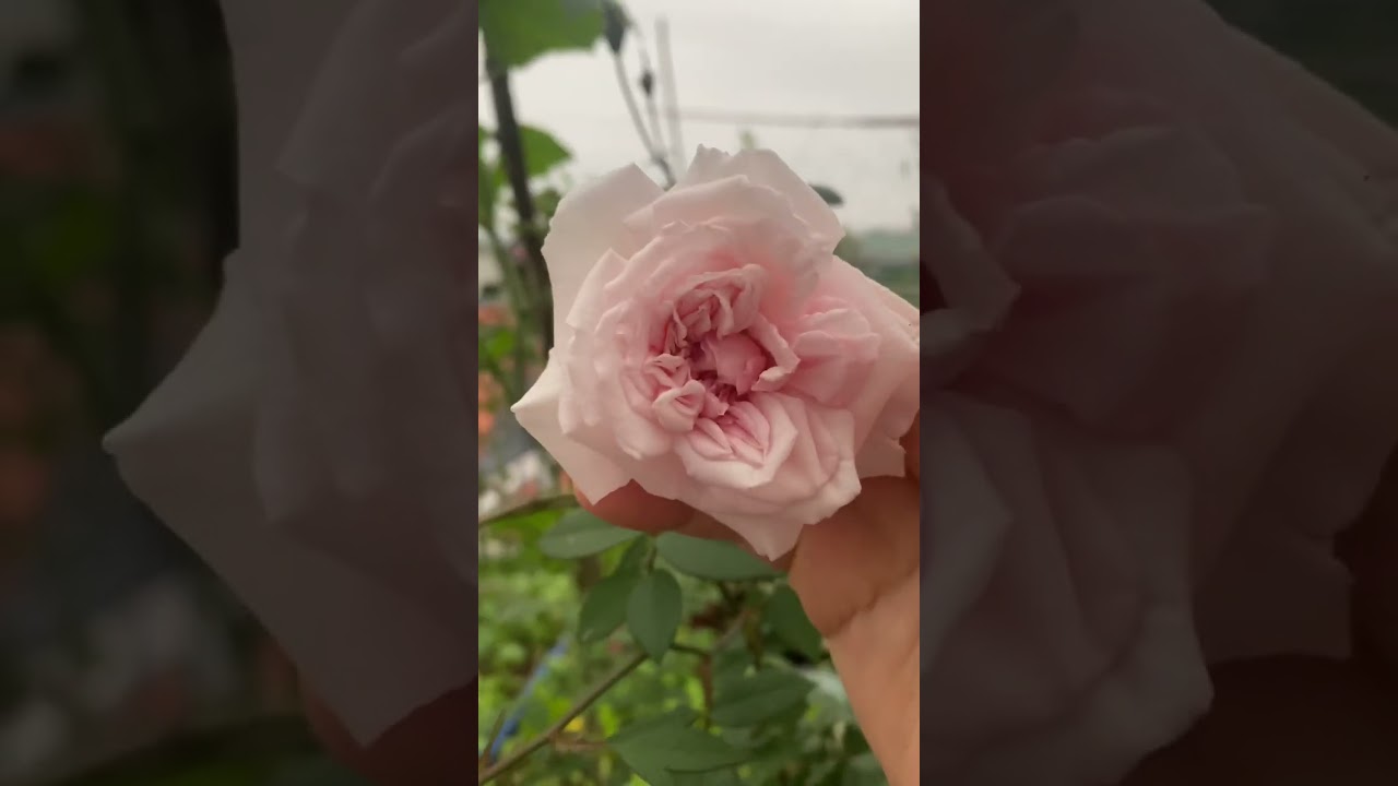 Khu vườn trên cao nhà tớ