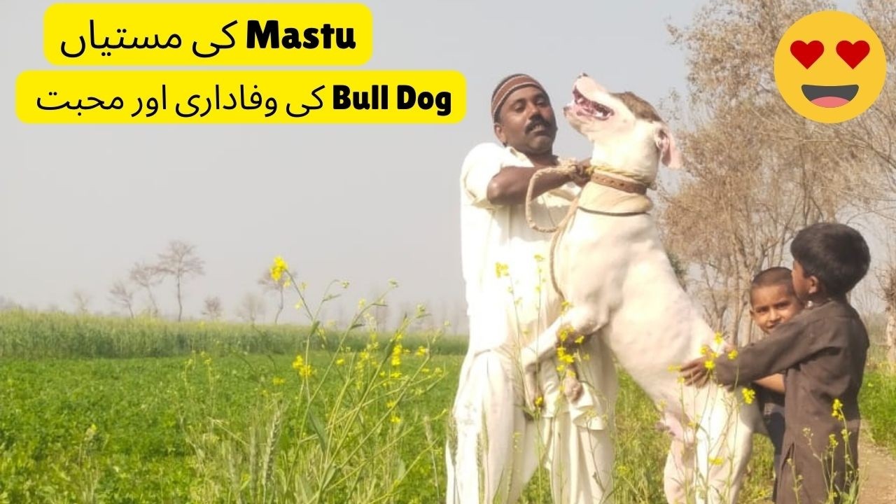 My Pet Dog Masto Being Super Funny & Playful 🐶😂 #dog #dogplay #doglove #pets #peace #art #new