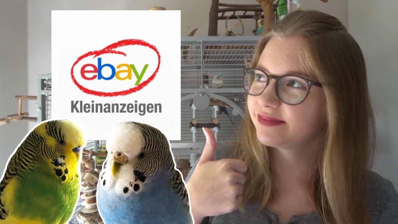Wellensittich über Ebay Kleinanzeigen aufgenommen🐥