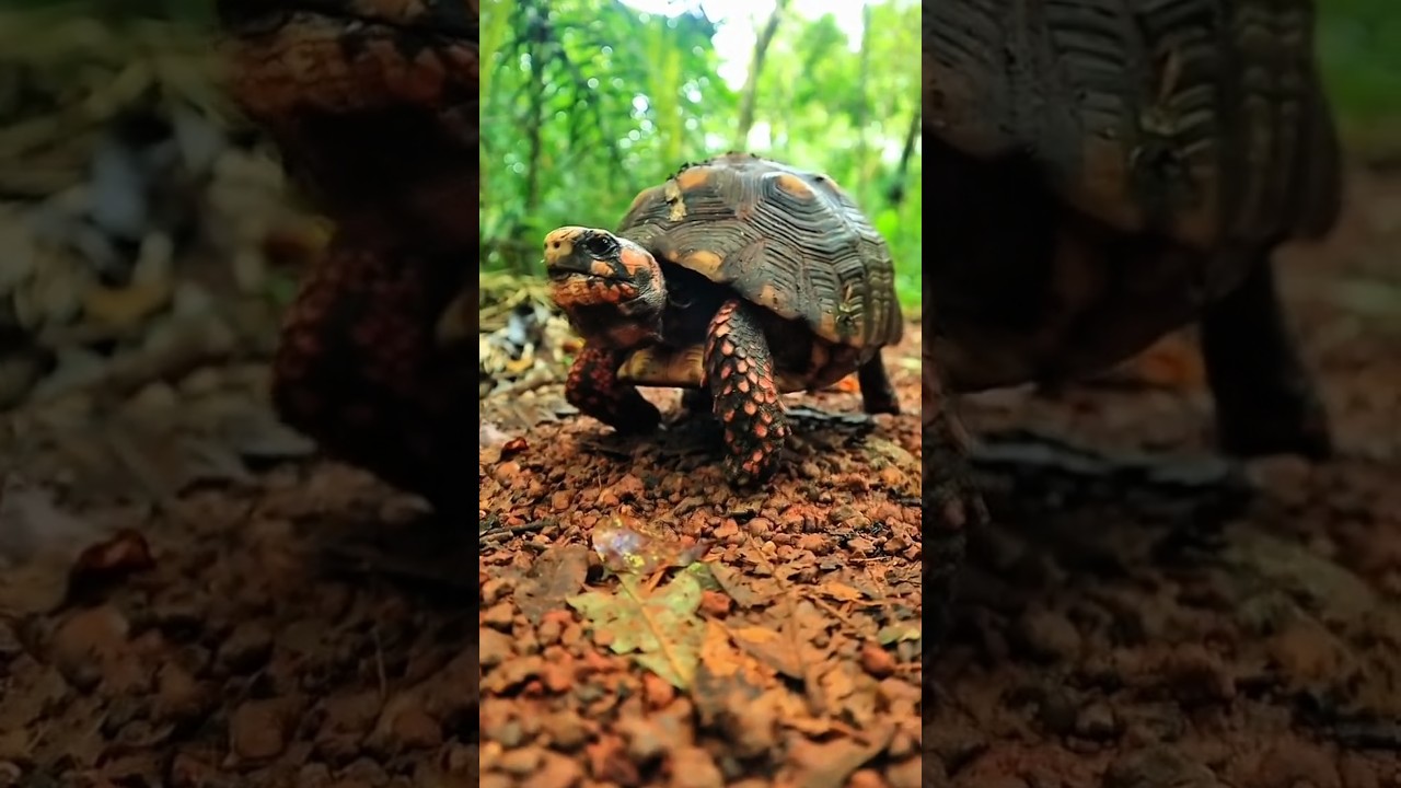 Jabuti Piranga 🐢 #jabuti #animais #curiosidades #viral